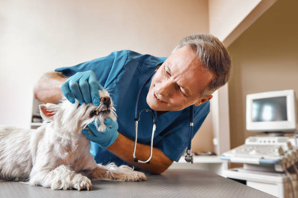 Best Emergency Tooth Extraction in Sorgho, KY